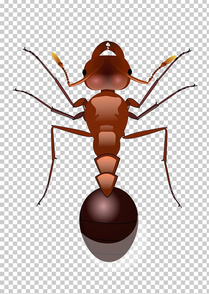 Red Imported Fire Ant PNG, Clipart, Ant, Ants, Arthropod, Bullet Ant, Computer Icons Free PNG Download