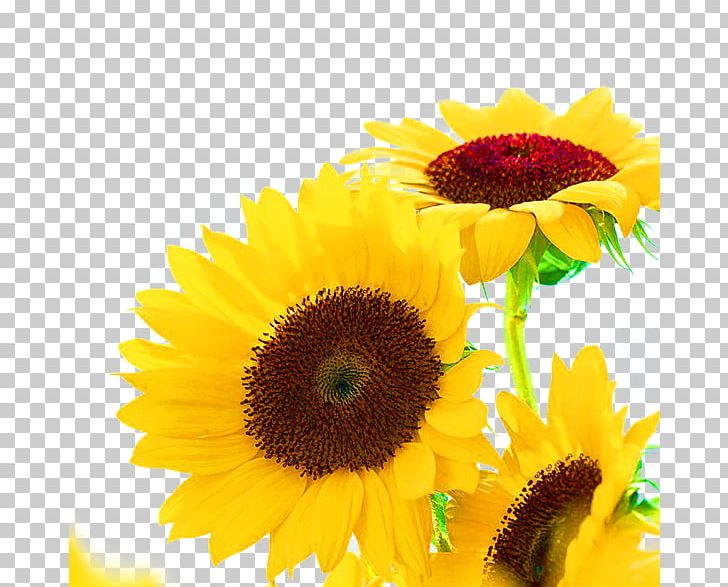 Common Sunflower Sunflower Seed Sunflower Oil PNG, Clipart, Aperture, Auglis, Daisy Family, Fat, Flower Free PNG Download