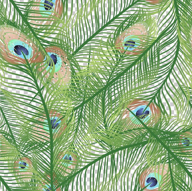 Feather Peafowl Euclidean PNG, Clipart, Animals, Background, Branch, Common Pet Parakeet, Conifer Free PNG Download
