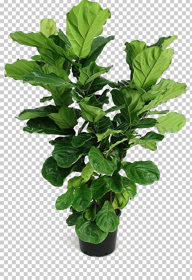 Fiddle-leaf Fig Houseplant Common Fig Shrub Plants PNG, Clipart, Common Fig, Fiddleleaf Fig, Fiddleleaf Fig, Fig Trees, Flowerpot Free PNG Download