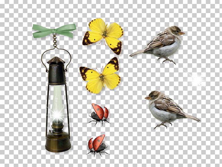 Finches Beak Bird Food Fauna PNG, Clipart, Beak, Bird, Bird Food, Bird Supply, Fauna Free PNG Download