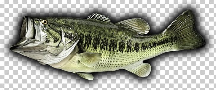 Largemouth Bass Perch Bass Fishing PNG, Clipart, Animal, Animal Figure, Animals, Barramundi, Bass Free PNG Download
