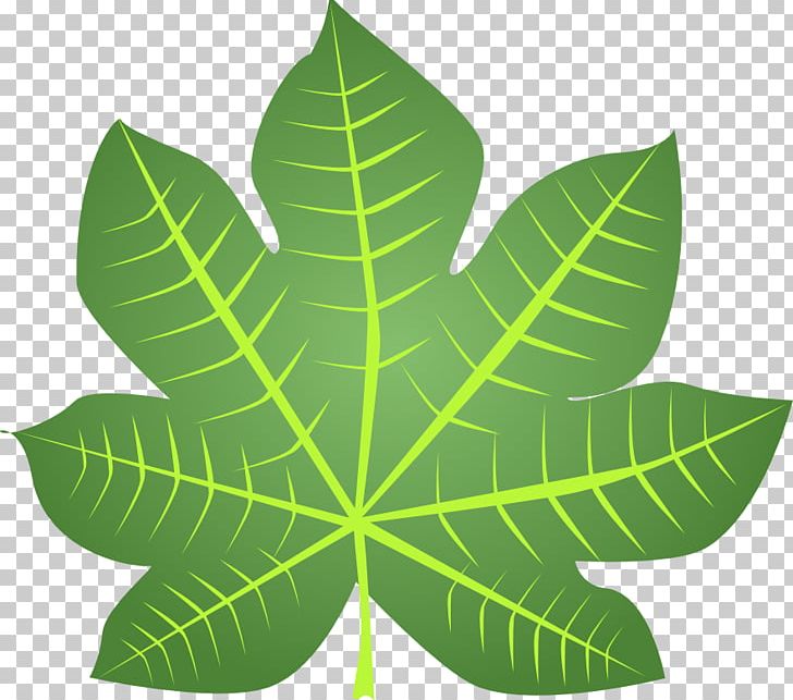 Leaf Photosynthesis Blog PNG, Clipart, Bawang, Blog, Dari, Herbal, Islami Free PNG Download