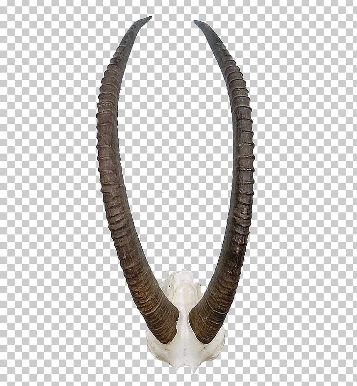 Necklace PNG, Clipart, Horn, Jewellery, Necklace, Sable Antelope Free PNG Download