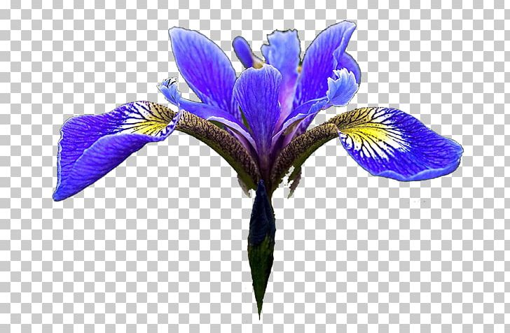 Northern Blue Flag Iris Flower Data Set PNG, Clipart, Color, Cut Flowers, Desktop Wallpaper, Flower, Flowering Plant Free PNG Download