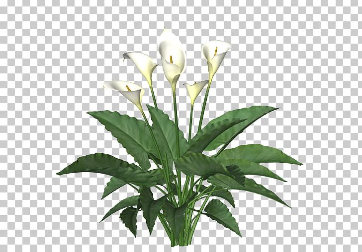 Plant Stem Cut Flowers Fern PNG, Clipart, Aquatic Plants, Cut Flowers, Fern, Flower, Flowering Plant Free PNG Download