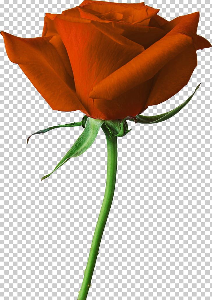 Rose Desktop PNG, Clipart, Bud, Cut Flowers, Desktop Wallpaper, Display Resolution, Download Free PNG Download