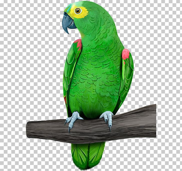 Amazon Parrot Bird Sellecta Rovani Macaw PNG, Clipart, Amazon Parrot, Animal, Animals, Beak, Bird Free PNG Download