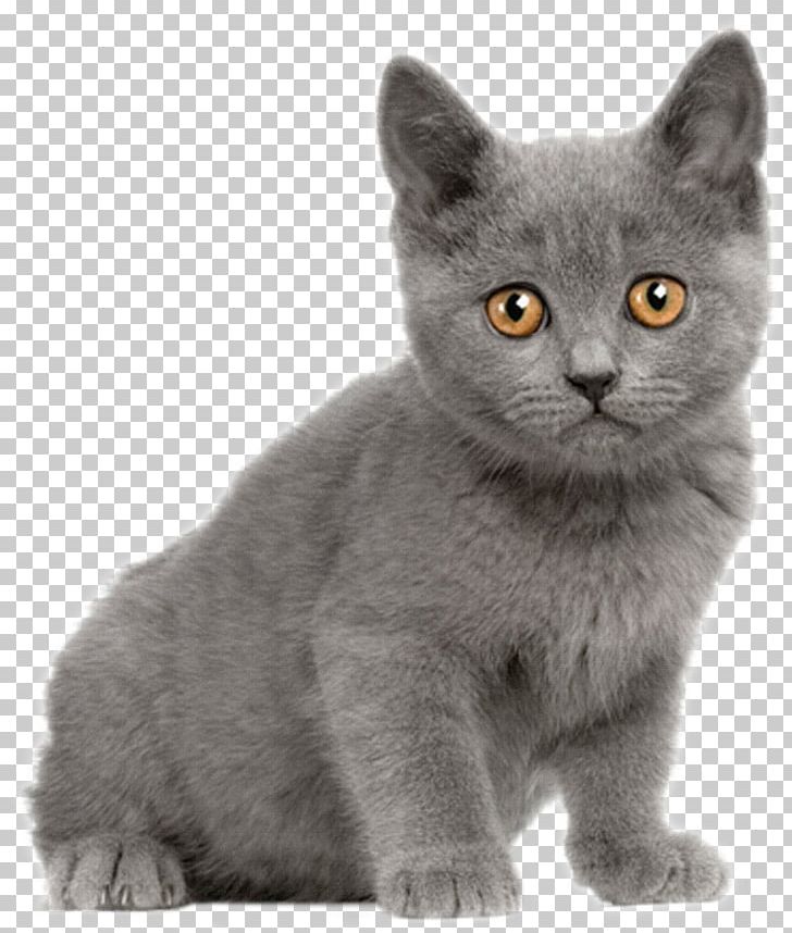British Shorthair Suphalak Dog Cat Breed PNG, Clipart, Accessories, Animal, Antiquity, Carnivoran, Cartoon Free PNG Download