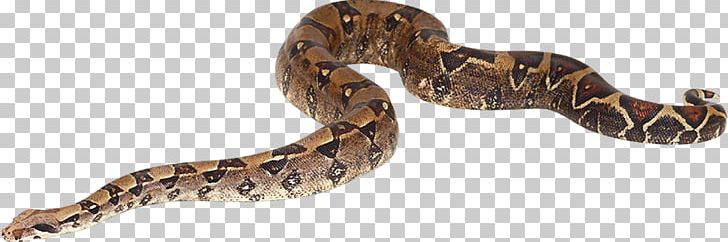 Snake Vipers Tropical And Subtropical Moist Broadleaf Forests Cat Predation PNG, Clipart, Animal, Animal Figure, Animals, Boas, Body Jewelry Free PNG Download