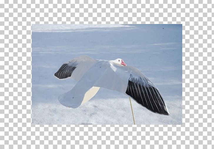 Snow Goose Decoy Waterfowl Hunting PNG, Clipart,  Free PNG Download