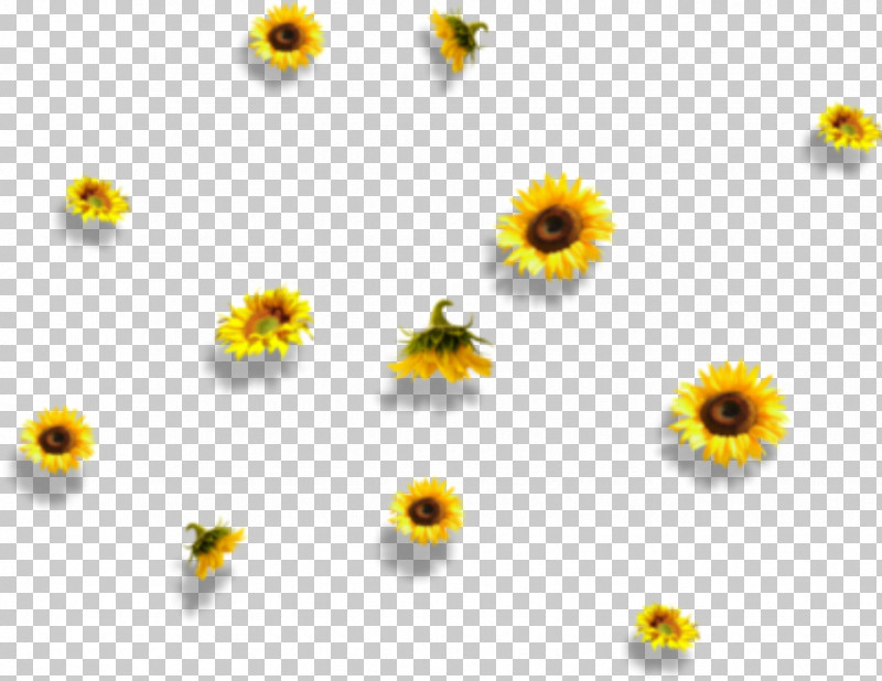 Sunflower PNG, Clipart, Chamomile, Daisy Family, Flower, Mayweed, Petal Free PNG Download