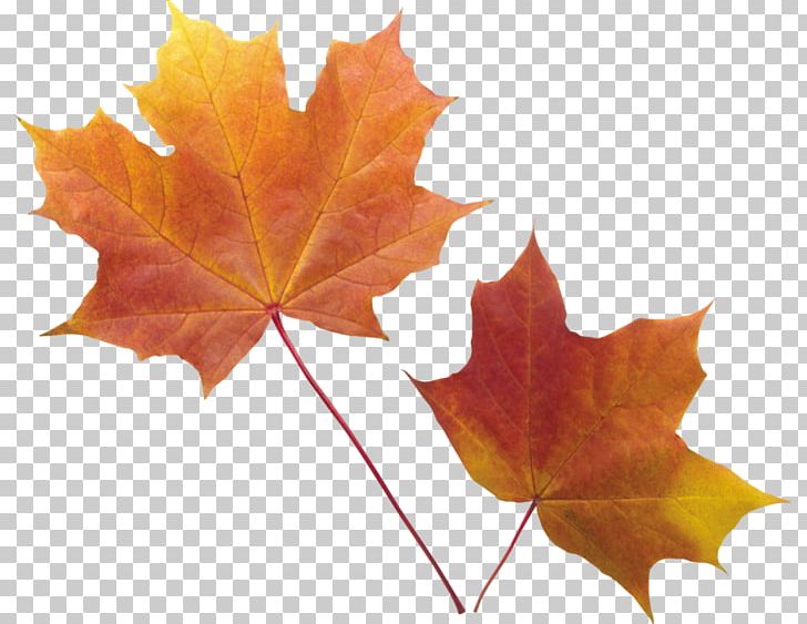 Autumn Leaf Color PNG, Clipart, Autumn, Autumn Leaf Color, Autumn Leaves, Clip Art, Desktop Wallpaper Free PNG Download