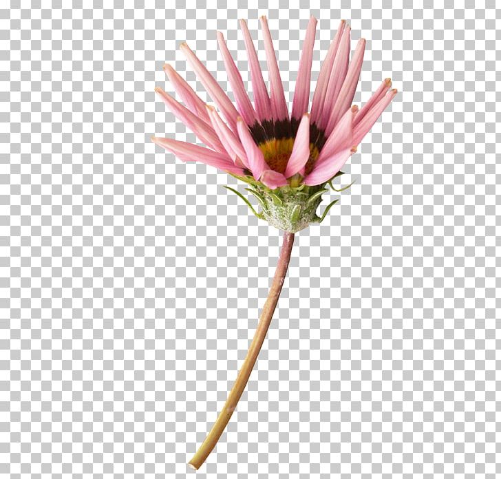 Cut Flowers Transvaal Daisy Daisy Family Plant PNG, Clipart, Common Daisy, Cut Flowers, Daisy, Daisy Family, Flower Free PNG Download