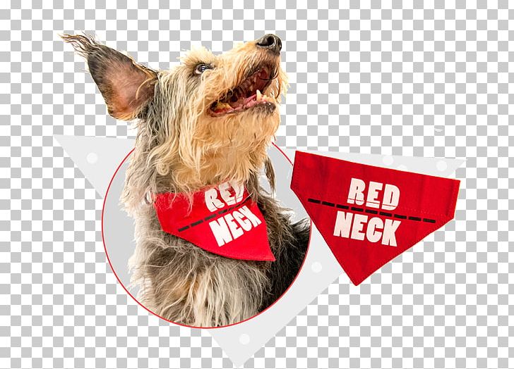 Dog Breed Companion Dog Leash Snout PNG, Clipart, Animals, Breed, Carnivoran, Companion Dog, Dog Free PNG Download