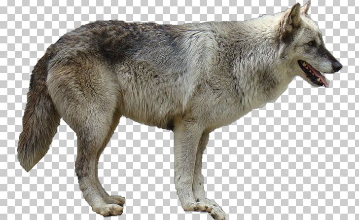 Dog The Arctic Wolf PNG, Clipart, Animals, Arctic Wolf, Canis, Canis Lupus Tundrarum, Carnivoran Free PNG Download