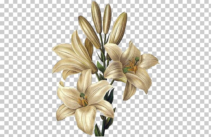 Lilium Candidum Drawing Flower Painting Easter Lily PNG, Clipart, Botanical, Botanical Illustration, Botany, Cut Flowers, Decoupage Free PNG Download