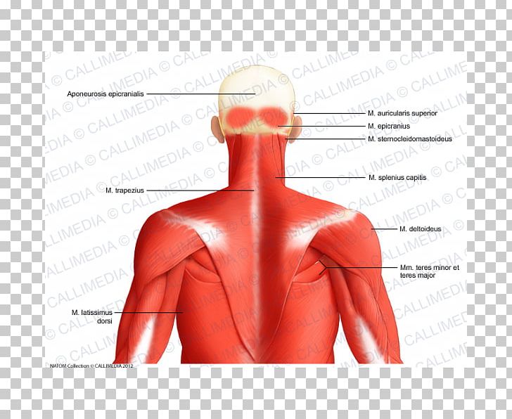 Posterior Triangle Of The Neck Head And Neck Anatomy Muscle Human Body PNG, Clipart, Abdomen, Aponeurosis, Arm, Back, Blood Vessel Free PNG Download