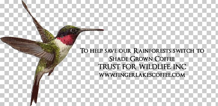 Ruby-throated Hummingbird Advertising Fauna Beak PNG, Clipart, Advertising, Archilochus, Beak, Bird, Coffee Beans Shading Free PNG Download