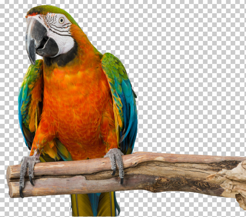 Bird Macaw Parrot Beak Parakeet PNG, Clipart, Beak, Bird, Macaw, Parakeet, Parrot Free PNG Download