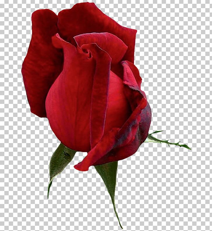 Garden Roses Floribunda Cabbage Rose China Rose Red PNG, Clipart, Bud, China Rose, Closeup, Color, Cut Flowers Free PNG Download