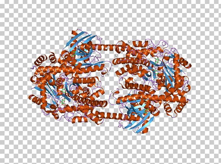 Hexokinase Glucose-6-phosphate Isomerase HK2 Fructokinase Enzyme PNG, Clipart, Area, Art, Brand, Ebi, Enzyme Free PNG Download