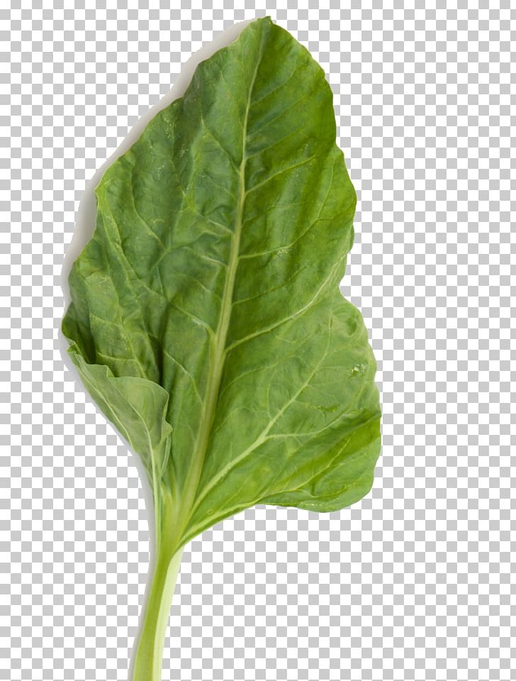 Chard Spinach Leaf Vegetable Capitata Group PNG, Clipart, Basil, Bok Choy, Capitata Group, Chard, Choy Sum Free PNG Download