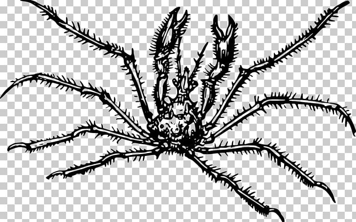 Crab Spider Araignée De Mer PNG, Clipart, Animaatio, Animal, Animals, Arthropod, Black And White Free PNG Download