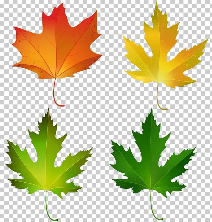 Maple Leaf Autumn Leaf Color Sugar Maple PNG, Clipart, Autumn, Autumn Leaf Color, Canadian Gold Maple Leaf, Clipart, Clip Art Free PNG Download