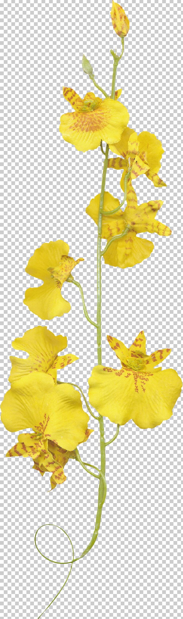 Orchids Flower Plant PNG, Clipart, Color, Download, Flora, Flower, Flowering Plant Free PNG Download