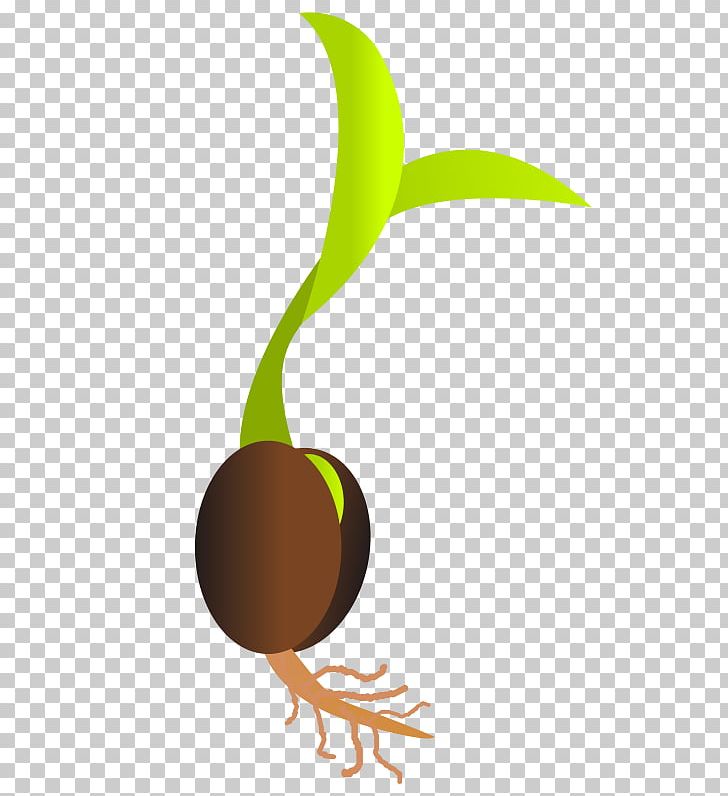 Seed Sprouting Germination PNG, Clipart, Bud, Computer Icons, Food, Fruit, Germination Free PNG Download