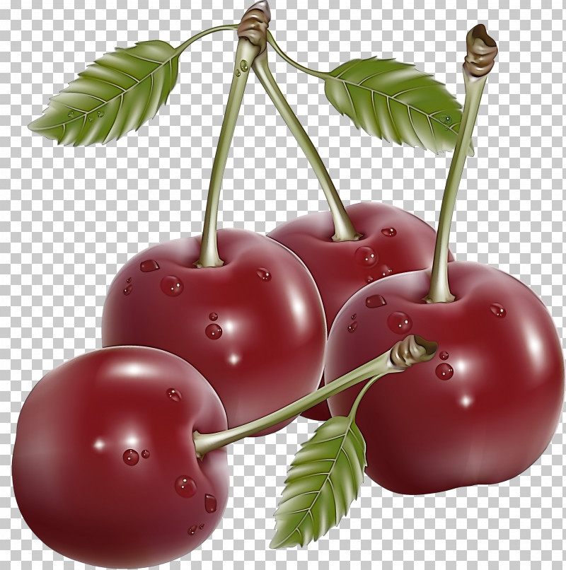 Cherry Fruit PNG, Clipart, Cherry, Drupe, Flower, Food, Fruit Free PNG Download