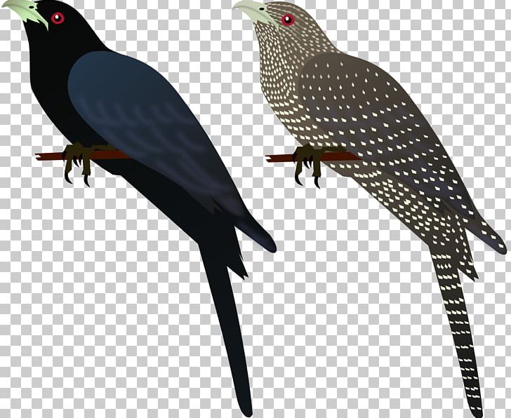 Bird Common Myna Finches Asian Koel Indian Roller PNG, Clipart, Animals, Asian Koel, Bank Myna, Beak, Bird Free PNG Download