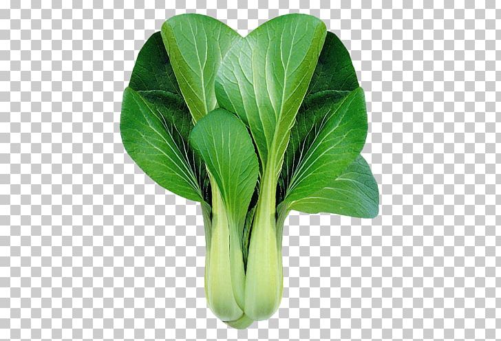 Bok Choy Chinese Cabbage Leaf Vegetable PNG, Clipart, Bok Choy, Brassica Rapa, Cabbage, Chard, Chinese Cabbage Free PNG Download