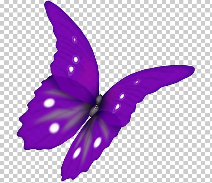 Butterfly Papillon Dog PNG, Clipart, Brush Footed Butterfly, Butterflies And Moths, Butterfly, Color, Flower Free PNG Download