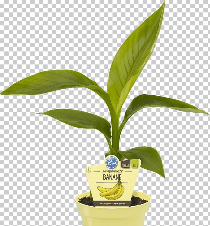 Hardy Banana Plantain Plants Bylina Herbaceous Plant PNG, Clipart, Banana, Bylina, Flower, Flowerpot, Garden Free PNG Download