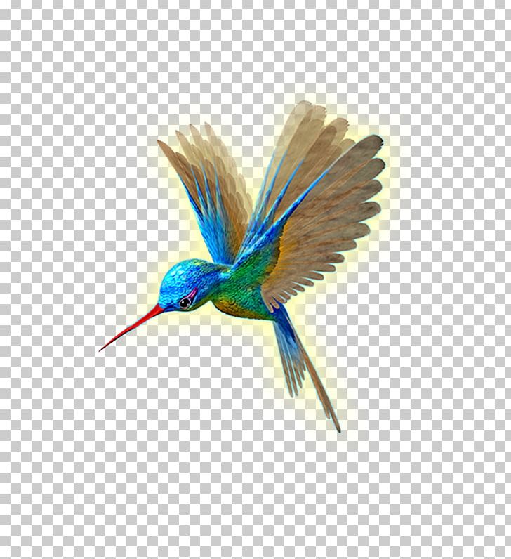 Hummingbird Wing Flight PNG, Clipart, Animal, Beak, Beija Dlor, Bird, Bluebird Free PNG Download