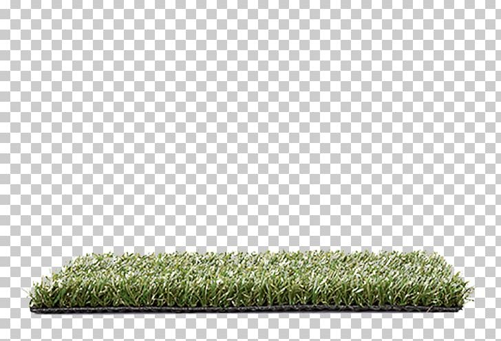 Lawn Grasses Family PNG, Clipart, Family, Grass, Grasses, Grass Family, Lawn Free PNG Download