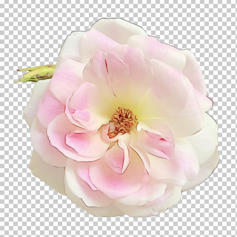 Garden Roses PNG, Clipart, Artificial Flower, Bouquet Of Roses And Other Flowers, Cabbage Rose, Cut Flowers, Floribunda Free PNG Download