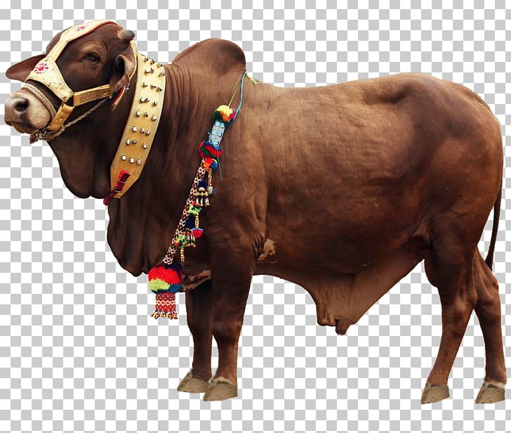 Cattle Qurbani Eid Al-Adha MPEG-4 Part 14 PNG, Clipart, 720p, Animals, Bull, Cattle, Cattle Like Mammal Free PNG Download