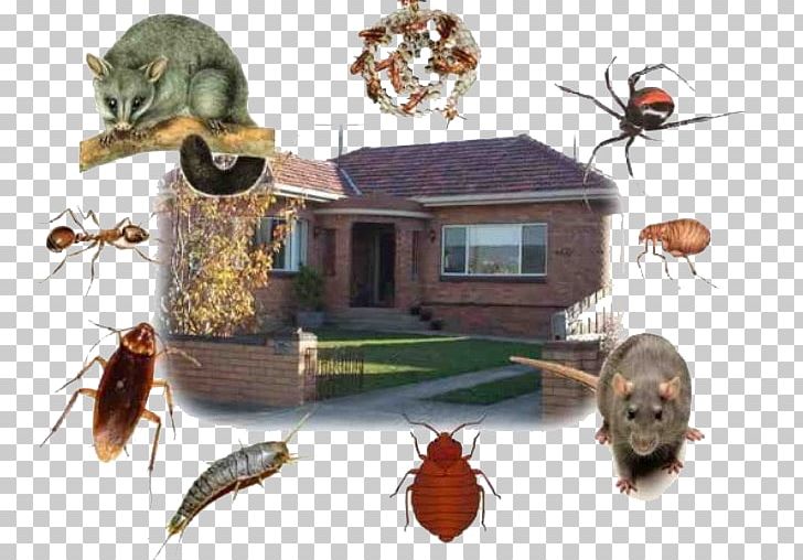 Insecticide Pest As İlaçlama Böcek Ilaçlama PNG, Clipart, Animals, Arthropod, Bee, Fauna, Flea Free PNG Download