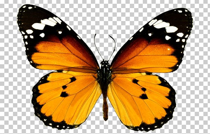 Monarch Butterfly Plain Tiger Milkweed Butterflies 123 Kids Fun FLASHCARDS PNG, Clipart, 123 , Brush Footed Butterfly, Insects, Lycaenid, Morpho Free PNG Download