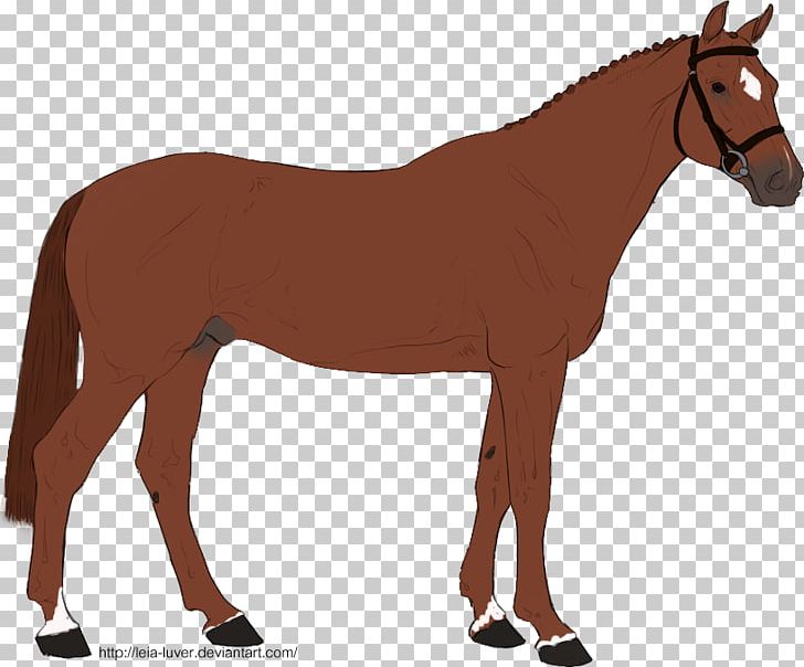 Mule Horse Many Things Photography Rein Pony PNG, Clipart, Animal Figure, Animals, Bridle, Colt, Foal Free PNG Download