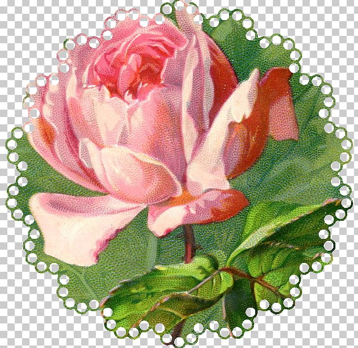 Vintage Roses: Beautiful Varieties For Home And Garden PNG, Clipart, Blog, Can Stock Photo, Cut Flowers, Floral Design, Floristry Free PNG Download