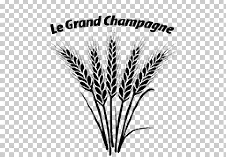Cereal Wheat Graphics PNG, Clipart, Barley, Black And White, Cereal, Champagne, Commodity Free PNG Download
