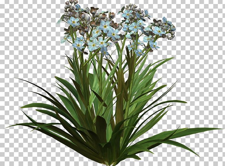 Flower Plant PNG, Clipart, Collage, Cut Flowers, Digital Image, Flower, Flowering Plant Free PNG Download