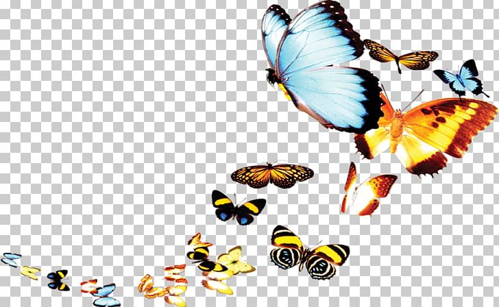 Poster PNG, Clipart, Blue Butterfly, Butterflies, Butterfly Group, Computer Wallpaper, Encapsulated Postscript Free PNG Download
