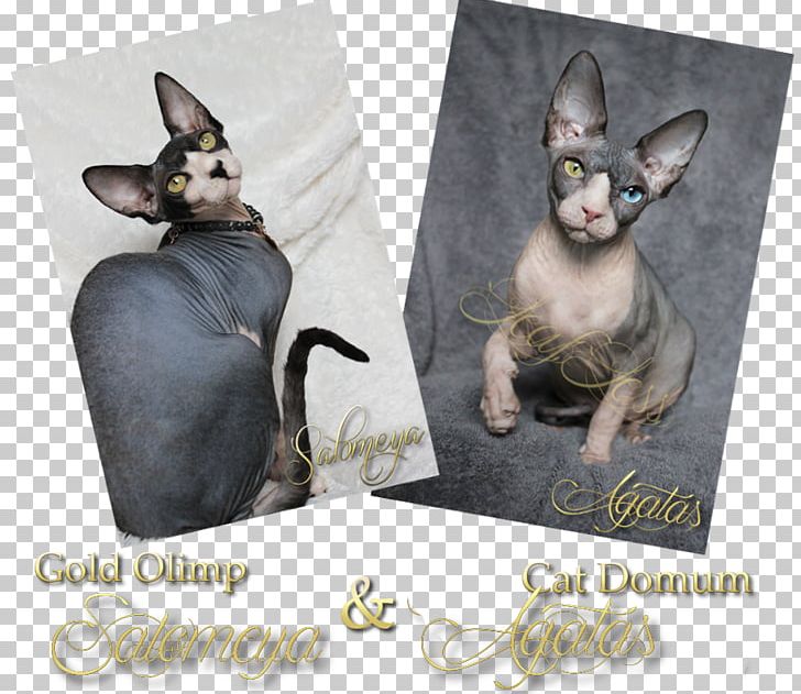 Sphynx Cat Donskoy Kitten Whiskers Fauna PNG, Clipart, Animals, Carnivoran, Cat, Cat Like Mammal, Donskoy Free PNG Download