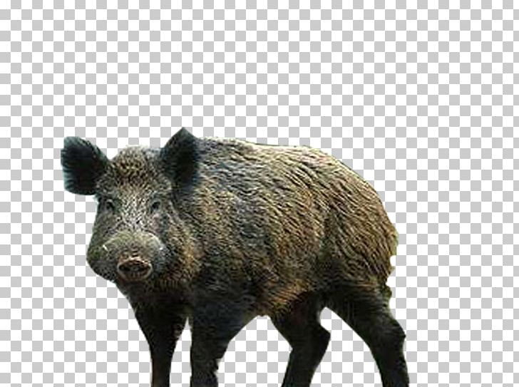 Wild Boar Peccary Wildlife Snout Carnivore PNG, Clipart, Carnivore, Fauna, Livestock, Mammal, Occult Free PNG Download