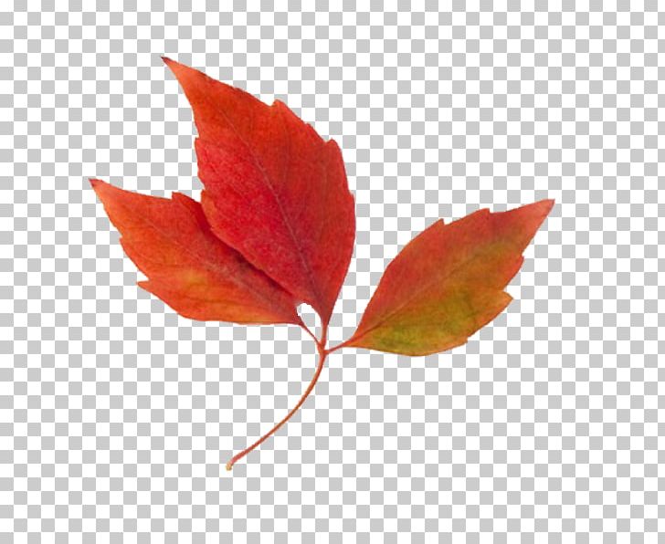Autumn Leaf Color PNG, Clipart, Autumn, Autumn Leaf Color, Blog, Color, Leaf Free PNG Download
